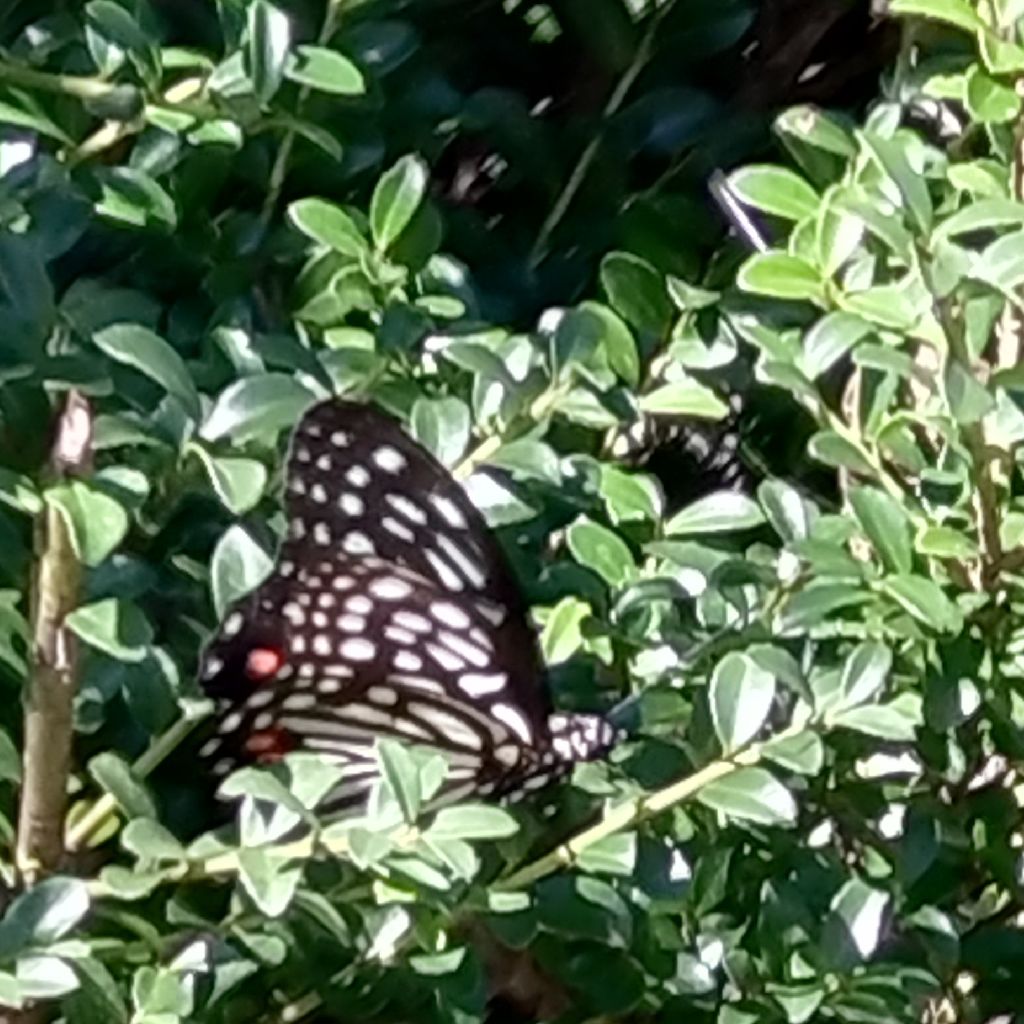 10月６日（火）朝晴れ☀️。