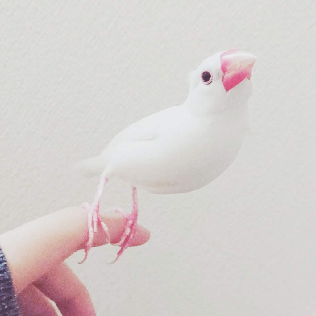 初配信　　ポン太ラジオ