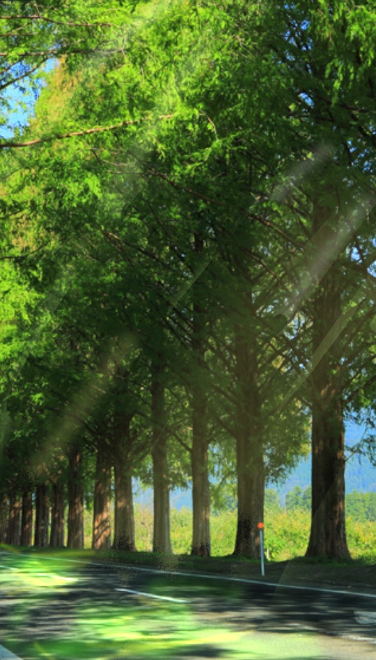 去年の夏:｢アイドルと日本｣ー