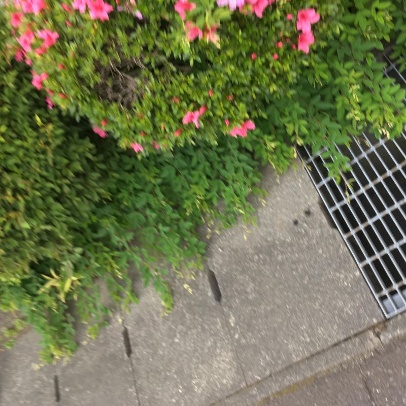 9回目 ランチ ご婦人 ギラギラ