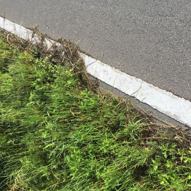 34回目 革命 耽美 仲間