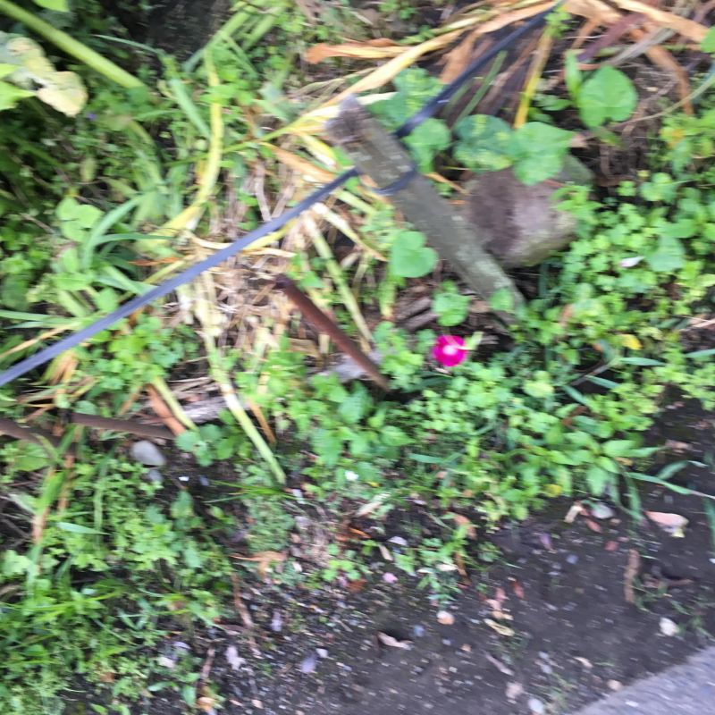 42回目 ピアノ 趣味 プロ