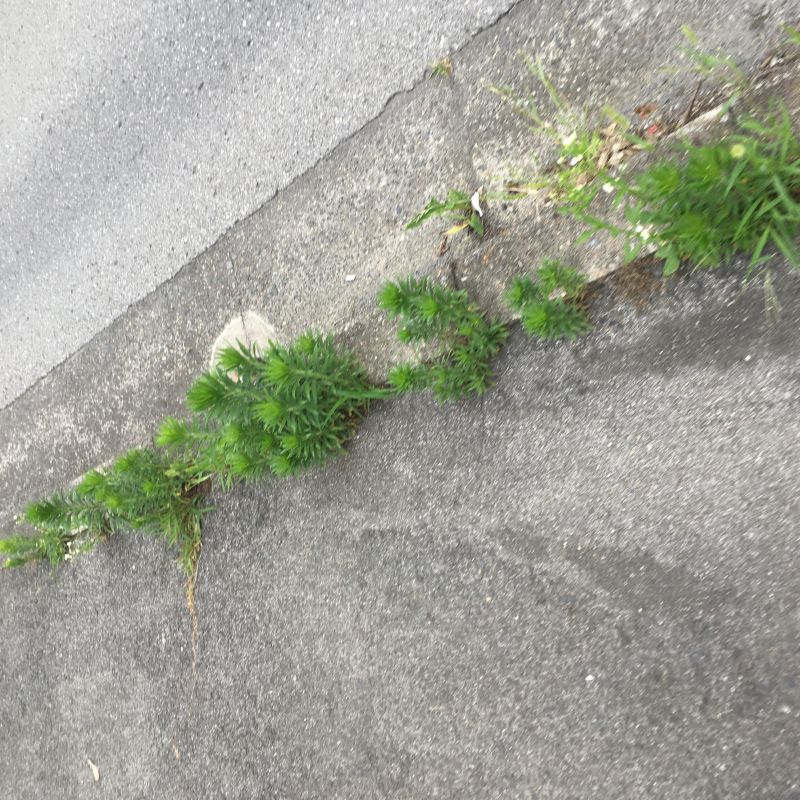 43回目 ルール マナー 食べ物