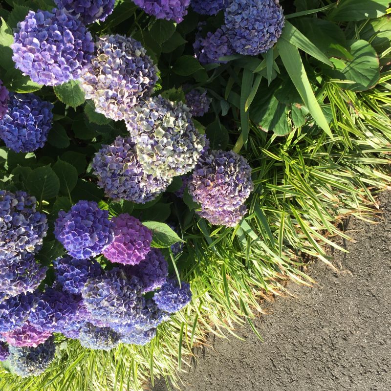 44回目 JAZZ ディズニー 左側