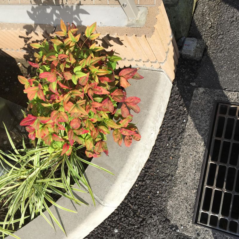 45回目 声 薬 胃