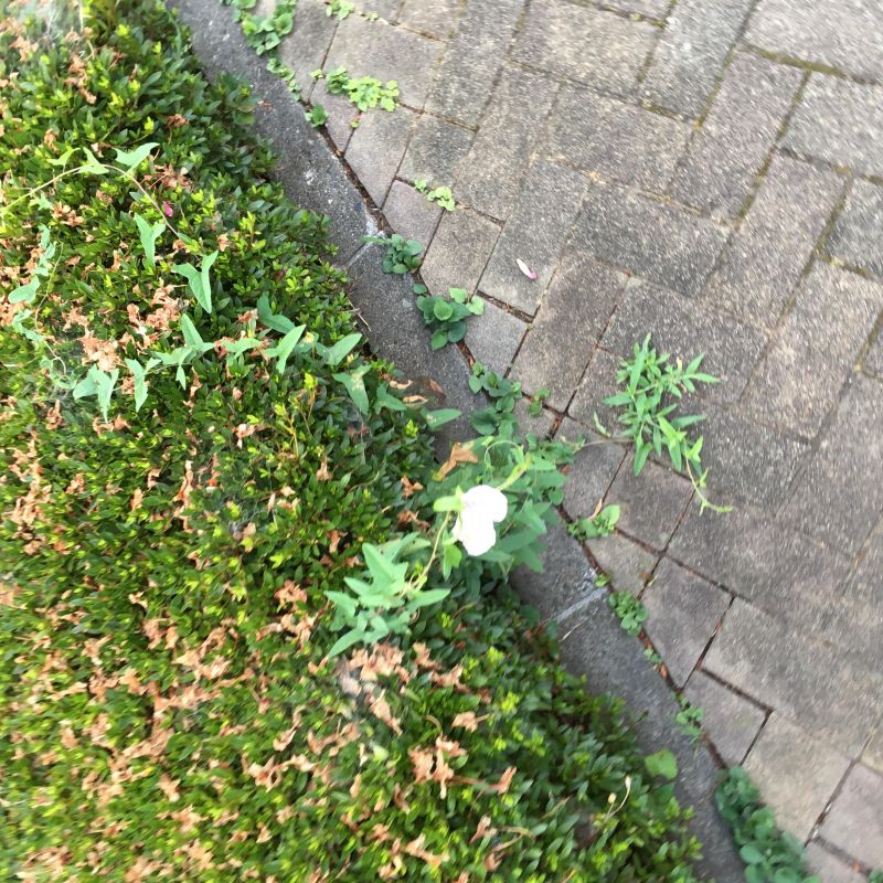 48回目 回転 カフェオレ 着色