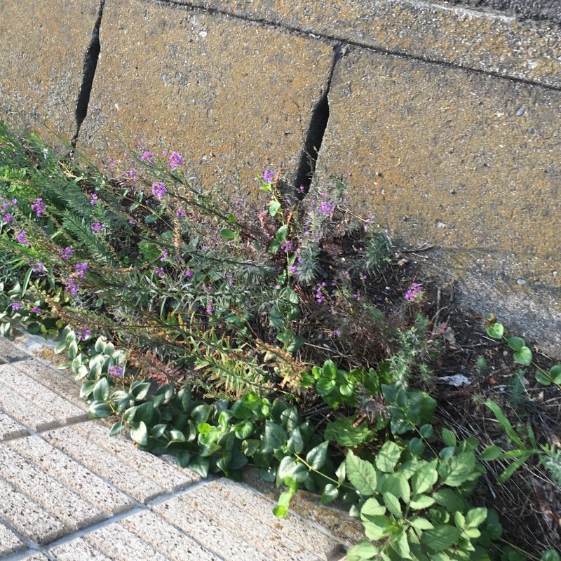 65回目 肩車 魔法 ダンス