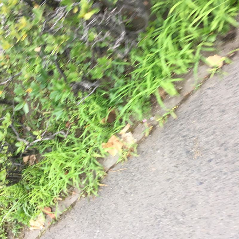 71回目 やる気 チャンピオン 照美