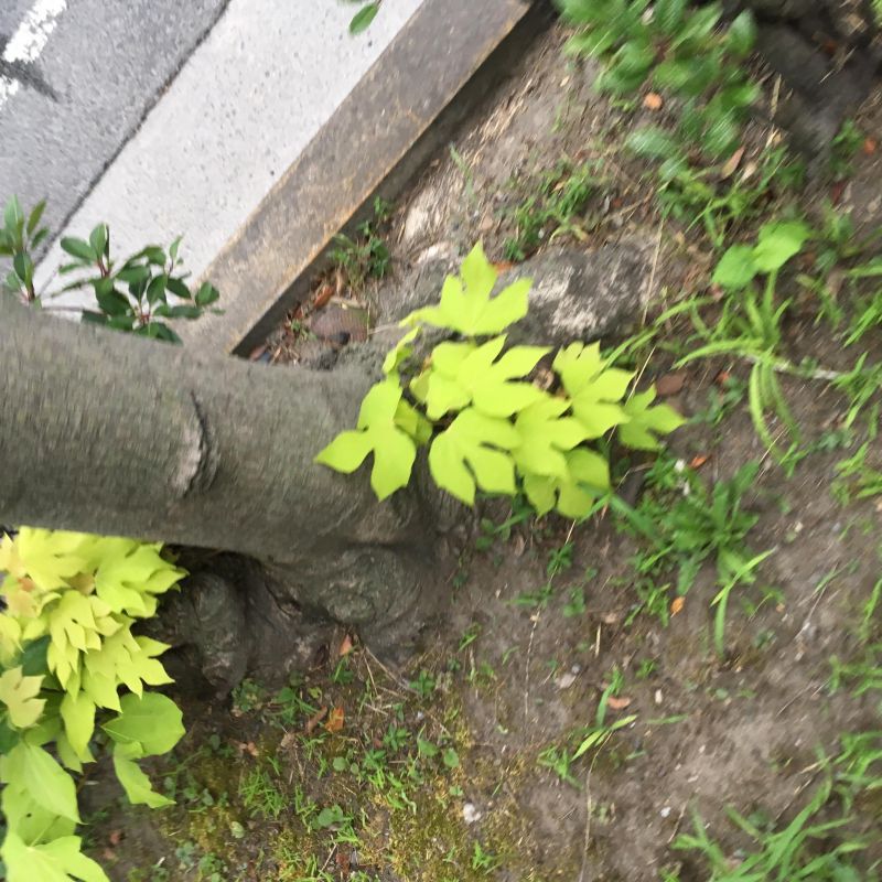 78回目 アカウント 自由度 開放