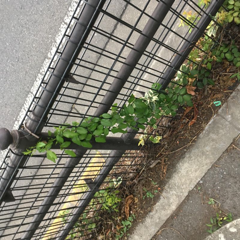 79回目 68位 72位 意識