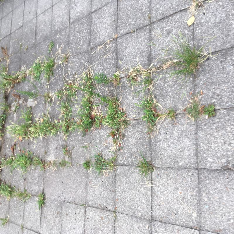 81回目 コレクション 訂正欄 誤報