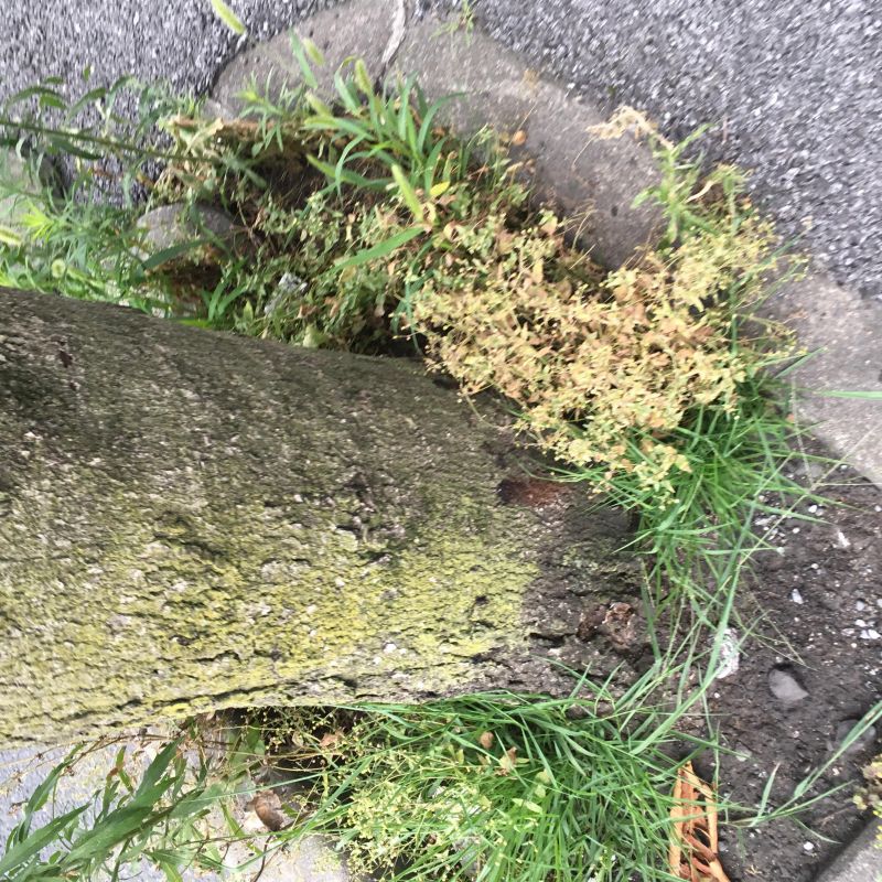 82回目 オプエド欄 フリーランス 記者クラブ