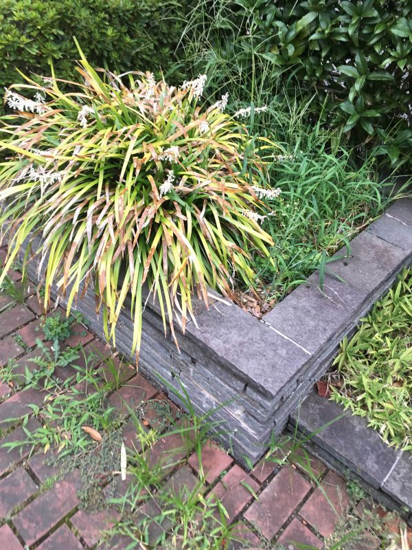 104回目 ファン 文字おこし 言葉