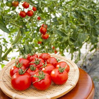 お久しぶりのTomato