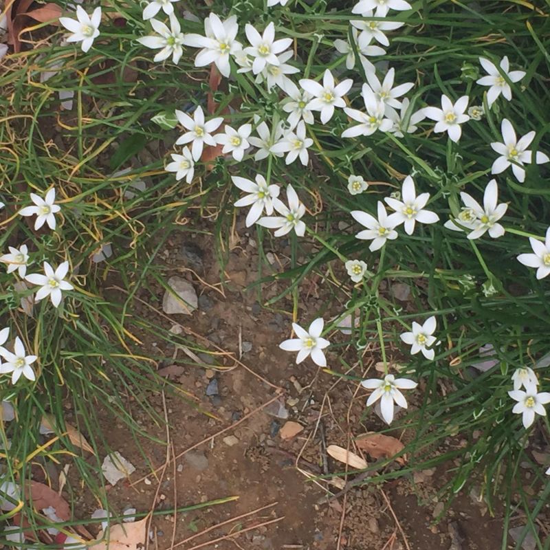 昔ばなし(鼻垂れ小僧)(夢を買う)