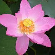 狼と虎      猿とつがね   (語り)