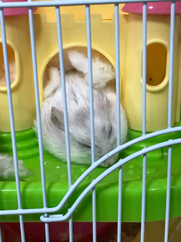 雑談(主にキンプリ)