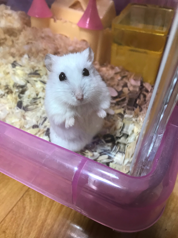 拗らせ腐女子の話7割ｶｹﾀ3割