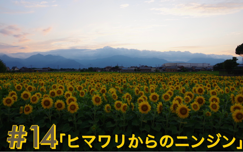 #14「ヒマワリからのニンジン」 from Radiotalk episode artwork