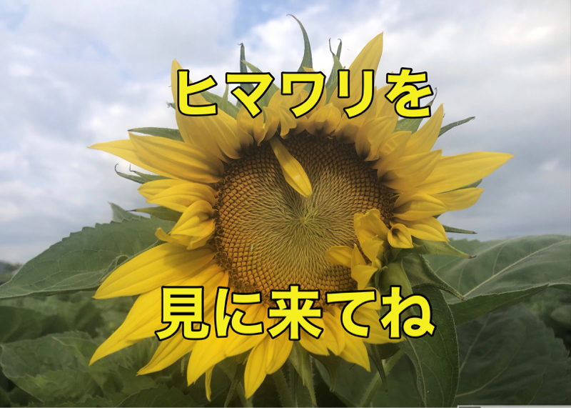 ひまわりヒマワリ向日葵！ from Radiotalk episode artwork
