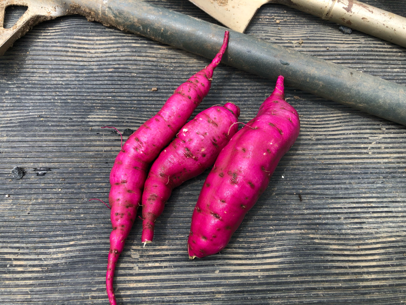 口内炎が痛いのよ。