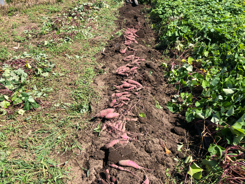 さつまいもを掘り掘り掘りホリリ。