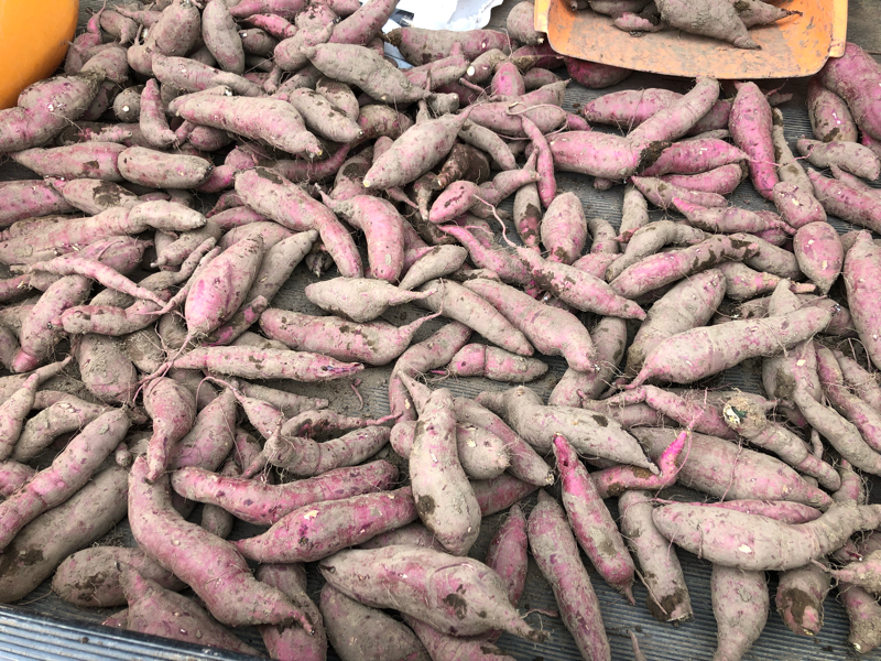 焼き芋ブーム到来？！