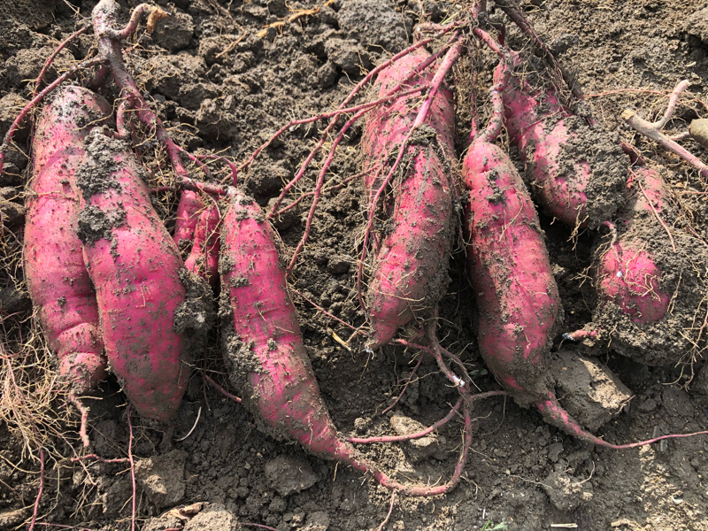 今日の作業とひまわりのオーナーさんへのお礼を言いつつ焼き芋屋進捗具合を