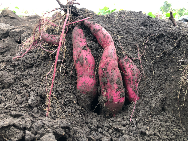 焼き芋屋さん開業に向けて少し進捗ありまして