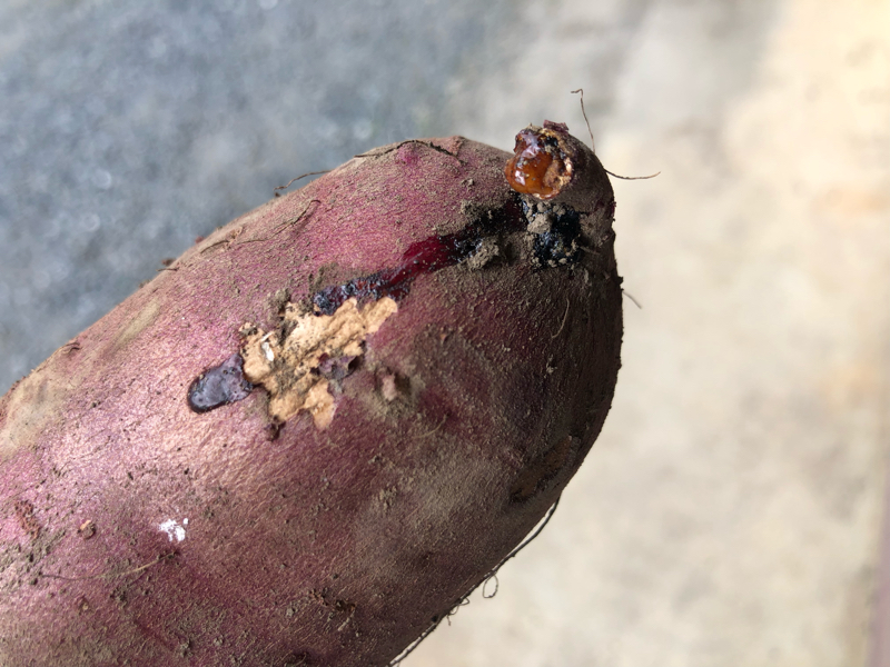 久しぶりに友人と話せて良かったよ談義