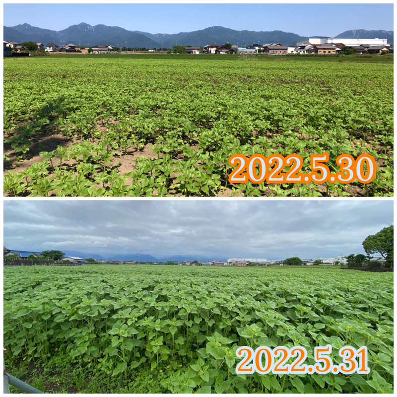 ひまわり畑の進捗とエアコンの清掃点検はお早めにノ巻
