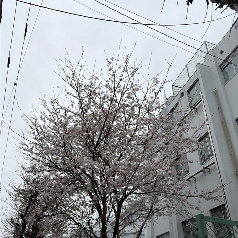 今決まっている今後の動き