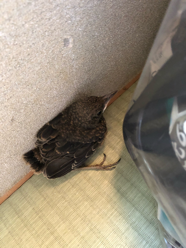 #250 自由な不自由