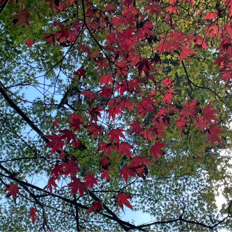 #2223 赤色が休みになる事が確定を確認🤣