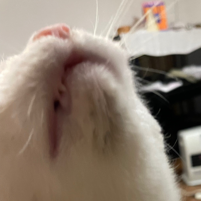 #2368 本編にたどり着けない雑談🤣