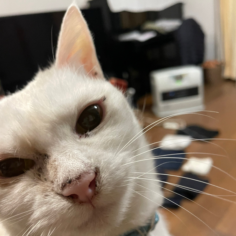 #2373 手持ちが少ないほど…