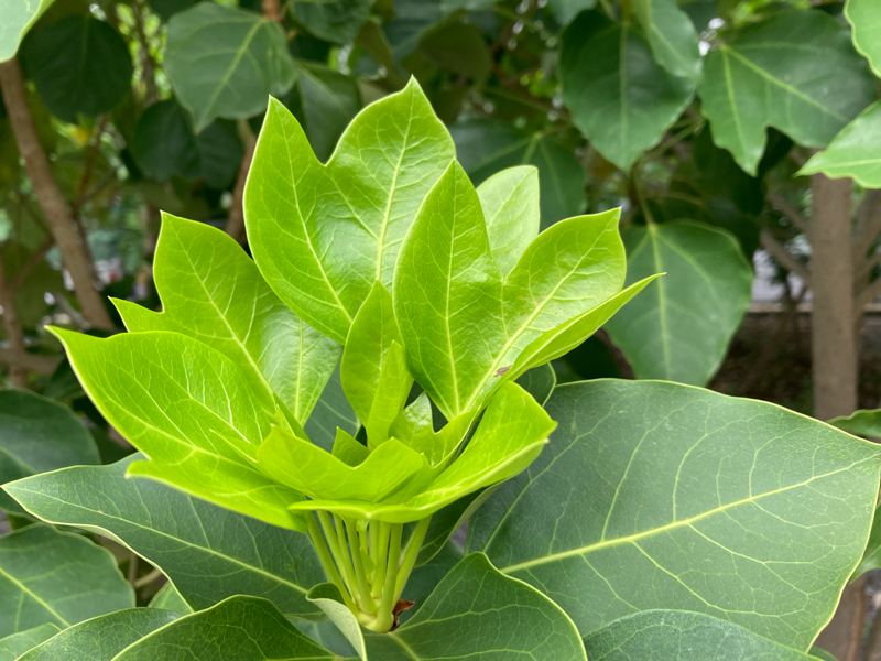 2024.8/6 言葉を話さないものとの交流