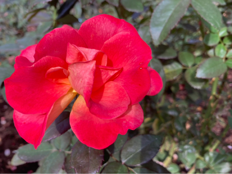 2025.10/29 夢中と執着の違い