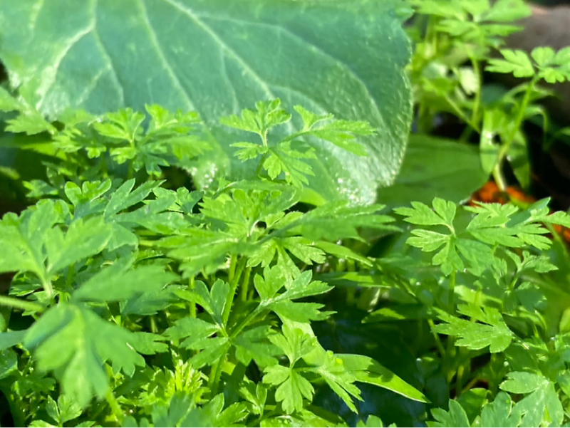 2025.11/13 〇〇が急に増えたのは