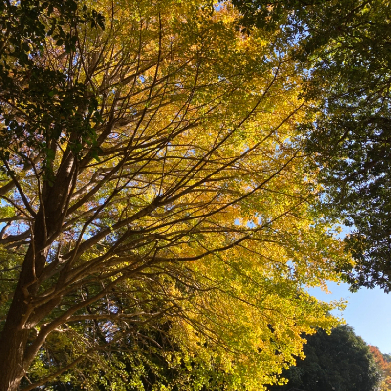 2025.11/17 身体を意識することが今にいること