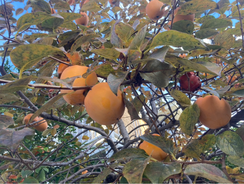 2025.11/20 脱皮の時