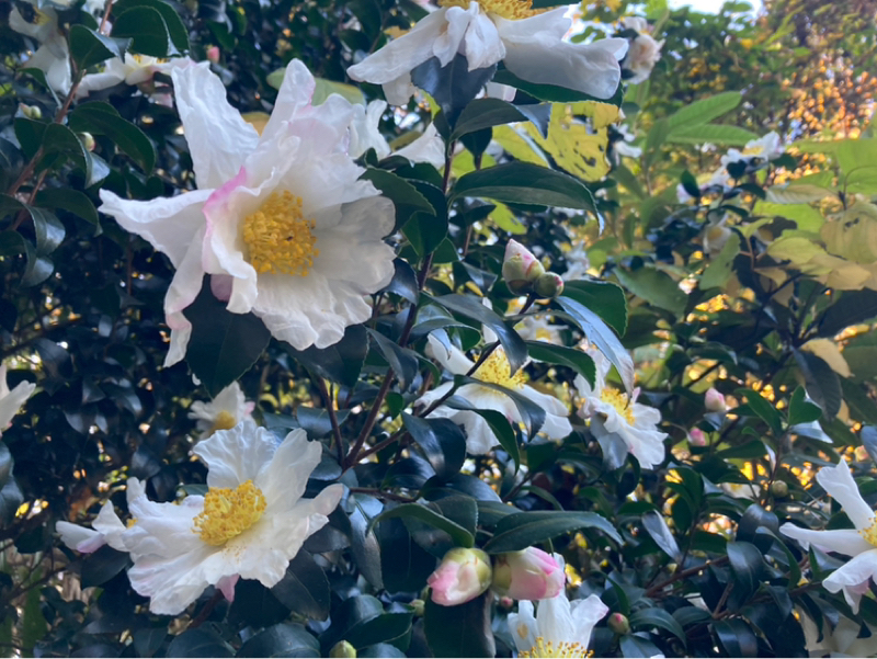 2025.12/1 思考癖は身体の癖