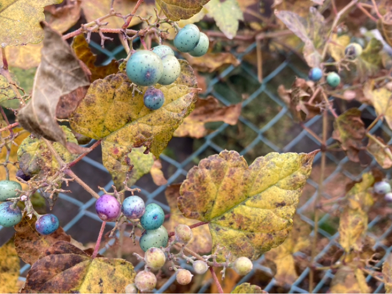 2025.12/1 エネルギーを整えるのがなぜ大切か