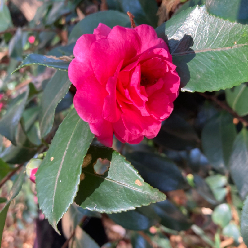 2025.12/19 調整が起こると