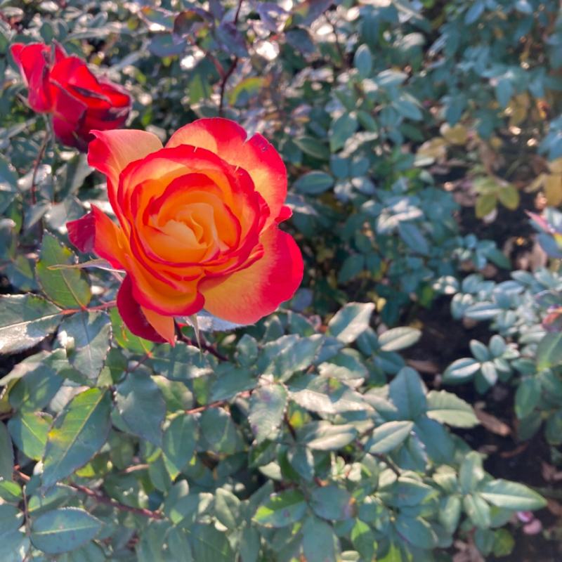 2025.12/23 性質と素直さ