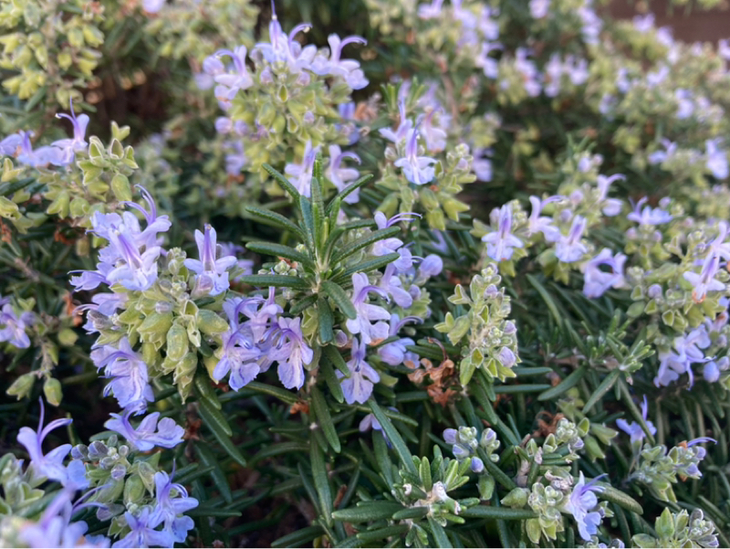 2026.1/8 痛いから動く