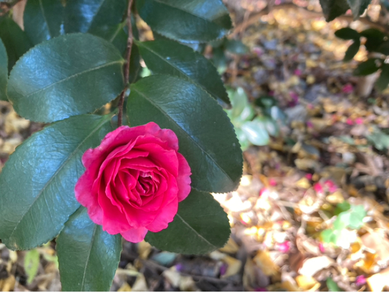 2026.1/9 直感と違和感について