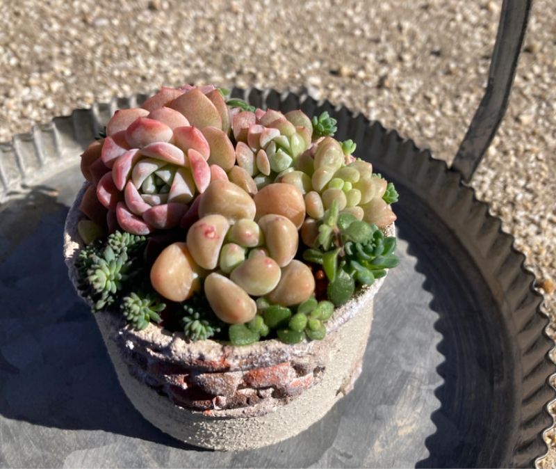 2026.1/25 新入りの植物