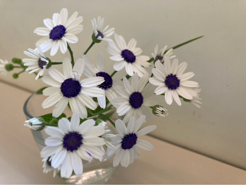 2026.2/7 期日前投票に