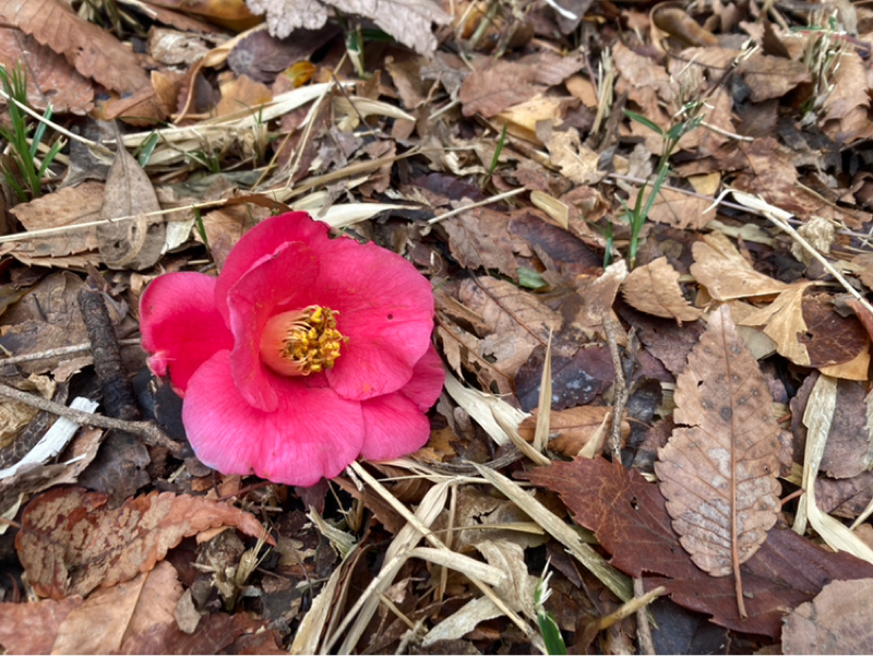 2026.2/26 YouTubeのことなど